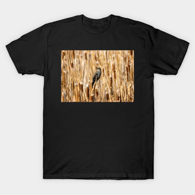 Female Black Bird Perched in a Field of Cat Tail Reeds T-Shirt by jecphotography